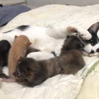 Tekir Kedi, Kedi  Fıstık Köfte fotoğrafı