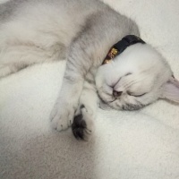 British Shorthair, Kedi  Gölge fotoğrafı