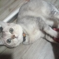 British Shorthair, Kedi  Gölge fotoğrafı