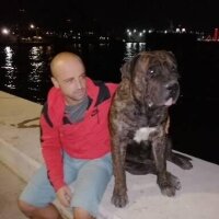 Presa Canario, Köpek  Alfa fotoğrafı