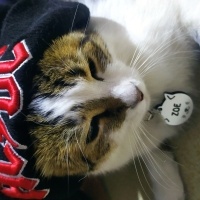 Tekir Kedi, Kedi  Zoe fotoğrafı