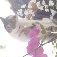 Tekir Kedi, Kedi  Zoe fotoğrafı
