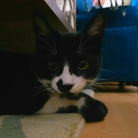 Tuxedo (Smokin) Kedi, Kedi  Karam fotoğrafı