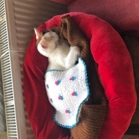 Tekir Kedi, Kedi  Boncuk fotoğrafı