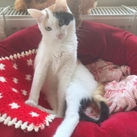 Tekir Kedi, Kedi  Boncuk fotoğrafı