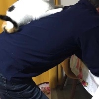 Tekir Kedi, Kedi  Boncuk fotoğrafı