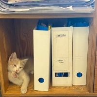 Tekir Kedi, Kedi  Köpük fotoğrafı