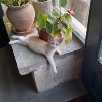 Tekir Kedi, Kedi  Köpük fotoğrafı