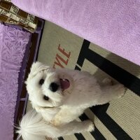 Maltese, Köpek  Cookie fotoğrafı