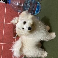 Maltese, Köpek  Cookie fotoğrafı