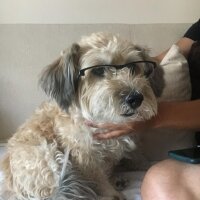 Glen of Imaal Terrier, Köpek  Şirin fotoğrafı