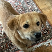 Chow Chow (çin Aslanı), Köpek  KAHVE fotoğrafı