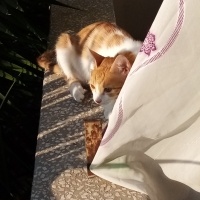 Tekir Kedi, Kedi  Tekir fotoğrafı