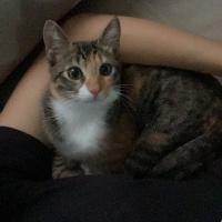 Tekir Kedi, Kedi  Kuşum fotoğrafı