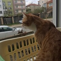 Sarman, Kedi  Tarçın fotoğrafı