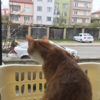 Sarman, Kedi  Tarçın fotoğrafı