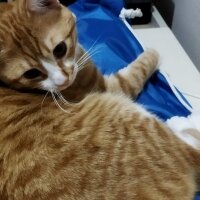 Sarman, Kedi  Tarçın fotoğrafı