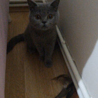 British Shorthair, Kedi  Pablo fotoğrafı