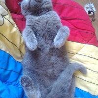 British Shorthair, Kedi  Pablo fotoğrafı