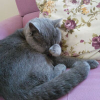 British Shorthair, Kedi  Pablo fotoğrafı