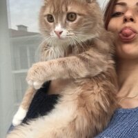 Sarman, Kedi  Lebowski fotoğrafı