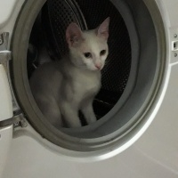 Van Kedisi, Kedi  Boncuk fotoğrafı