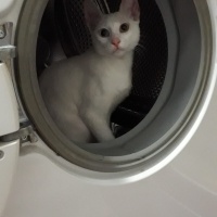 Van Kedisi, Kedi  Boncuk fotoğrafı