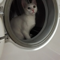 Van Kedisi, Kedi  Boncuk fotoğrafı
