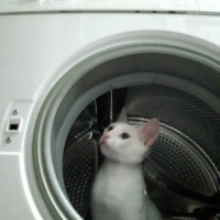 Van Kedisi, Kedi  Boncuk fotoğrafı