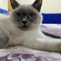 British Shorthair, Kedi  Pamuk fotoğrafı