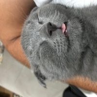 Scottish Fold, Kedi  HAYRİ fotoğrafı