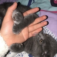 Scottish Fold, Kedi  HAYRİ fotoğrafı