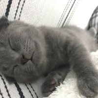 Scottish Fold, Kedi  HAYRİ fotoğrafı