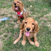 Amerikan Cocker Spaniel, Köpek  Lokum Ada fotoğrafı