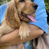 Amerikan Cocker Spaniel, Köpek  Lokum Ada fotoğrafı