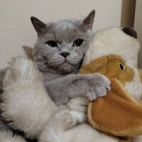 Scottish Fold, Kedi  Sherlock fotoğrafı