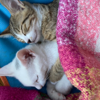 Tekir Kedi, Kedi  Aşure fotoğrafı