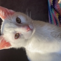 Tekir Kedi, Kedi  Aşure fotoğrafı