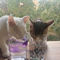Tekir Kedi, Kedi  Aşure fotoğrafı