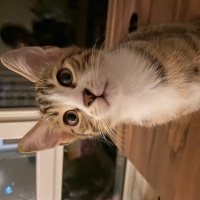 Tekir Kedi, Kedi  Aşure fotoğrafı