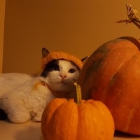 Tekir Kedi, Kedi  Pamuk fotoğrafı