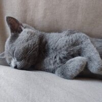 British Shorthair, Kedi  Mia fotoğrafı