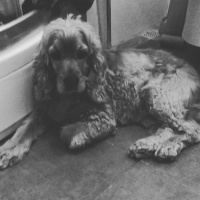 İngiliz Cocker Spaniel, Köpek  Kuka fotoğrafı