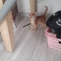 Sarman, Kedi  Badem fotoğrafı