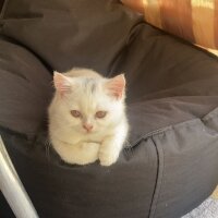 British Shorthair, Kedi  Pablo fotoğrafı