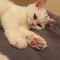 British Shorthair, Kedi  Pablo fotoğrafı