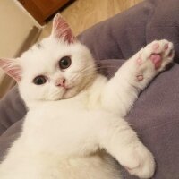 British Shorthair, Kedi  Pablo fotoğrafı