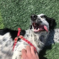 İrlandalı Setter, Köpek  Milka fotoğrafı