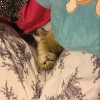 Scottish Fold, Kedi  Venüs fotoğrafı