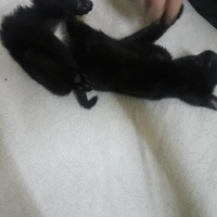 Mavi Rus, Kedi  Biskuvit fotoğrafı